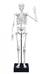 Összeépíthető emberi csontváz 45 cm-es BUKI BUKI2180