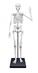 Összeépíthető emberi csontváz 85 cm-es BUKI BUKI2181