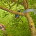 Gardena StarCut pro L teleszkópos ágvágó és fűrész - 12082-20